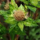  Kohl-Kratzdistel_3 (Cirsium oleraceum)