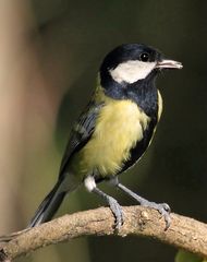 "Kohl ... Meise, wieso denk ich jetzt plötzlich an Politik"?