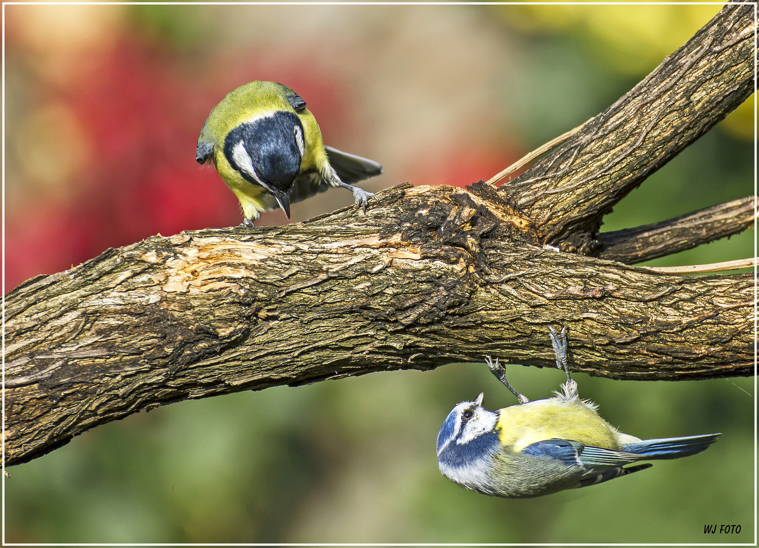 Kohl- und Blaumeise 2