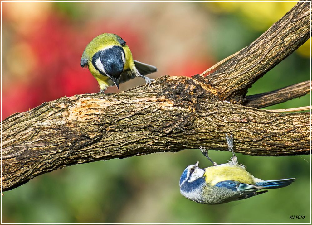 Kohl- und Blaumeise 2