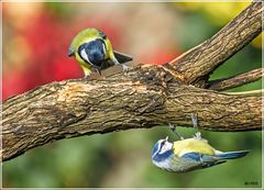 Kohl- und Blaumeise 2