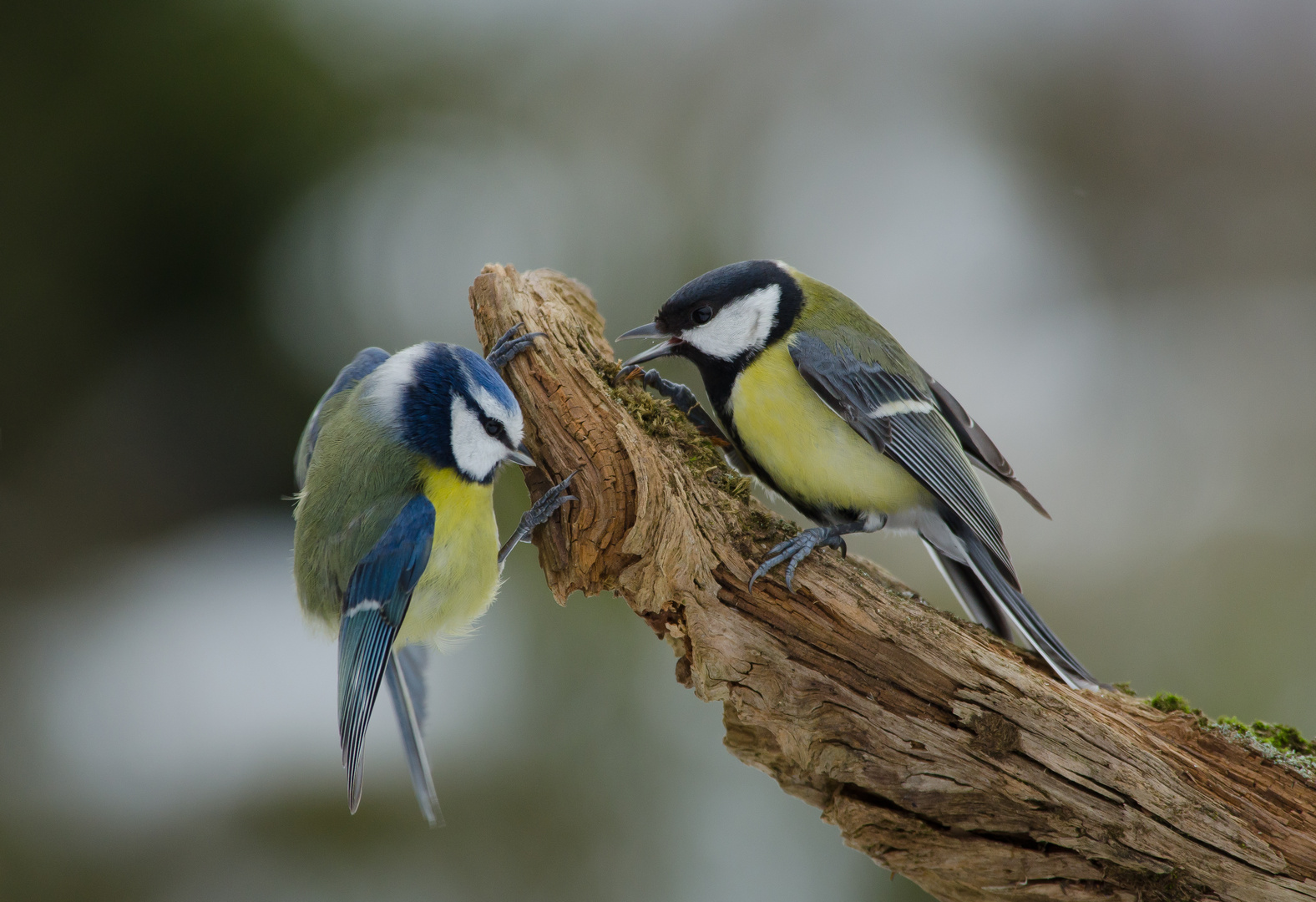 Kohl- und Blaumeise im Futterstreit