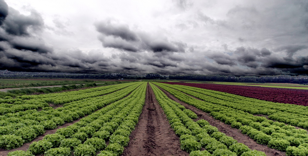 Kohl und Wolken