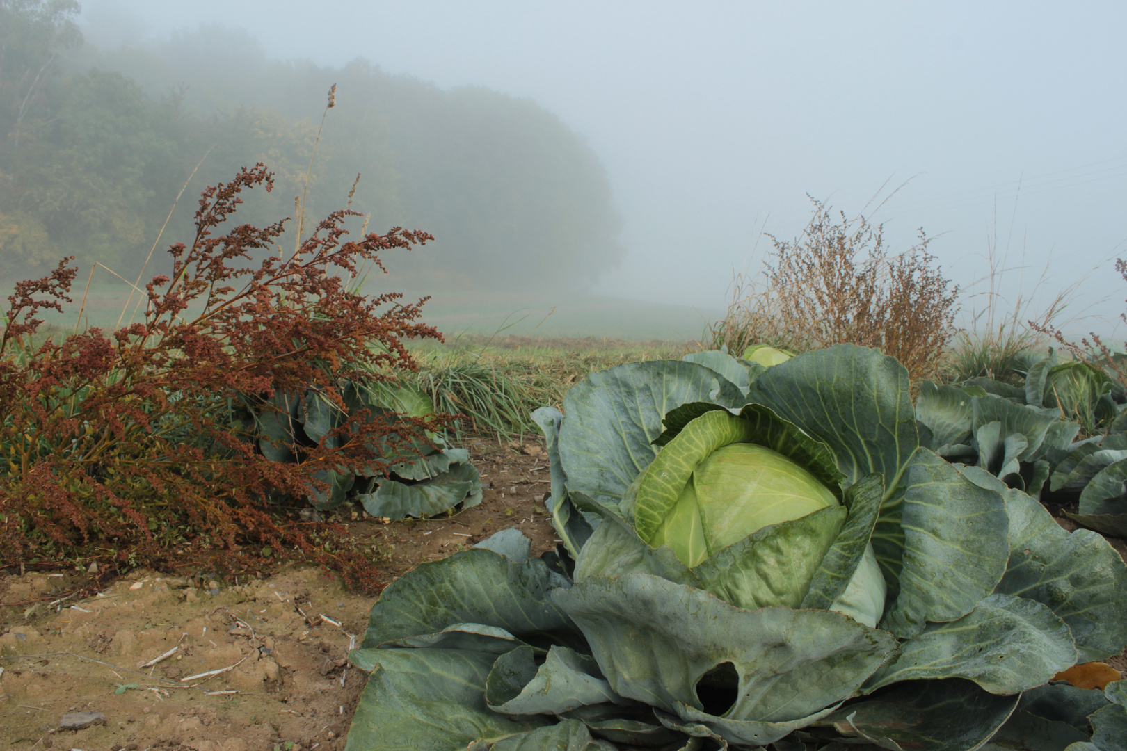 ________Kohl vor Nebel__________