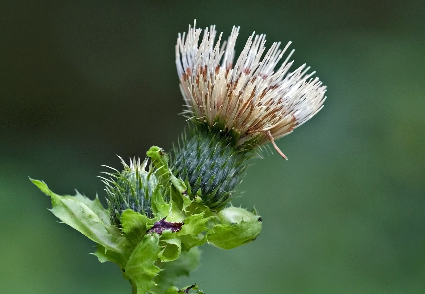 Kohldistel