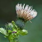 Kohldistel