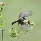 Kohldistel erfolgreich zerlegt - Sumpfmeise