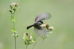 Kohldistel erfolgreich zerlegt - Sumpfmeise