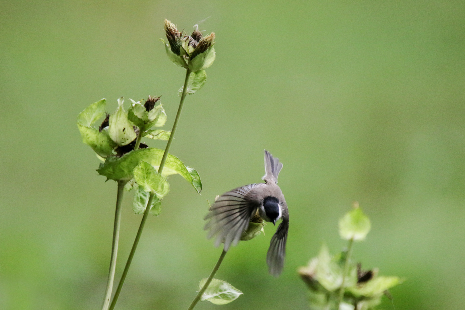 Kohldistel erfolgreich zerrupft - Sumpfmeise im Abflug