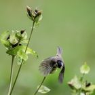 Kohldistel erfolgreich zerrupft - Sumpfmeise im Abflug