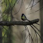 Kohlemeise bei der Wanderung im Mähried