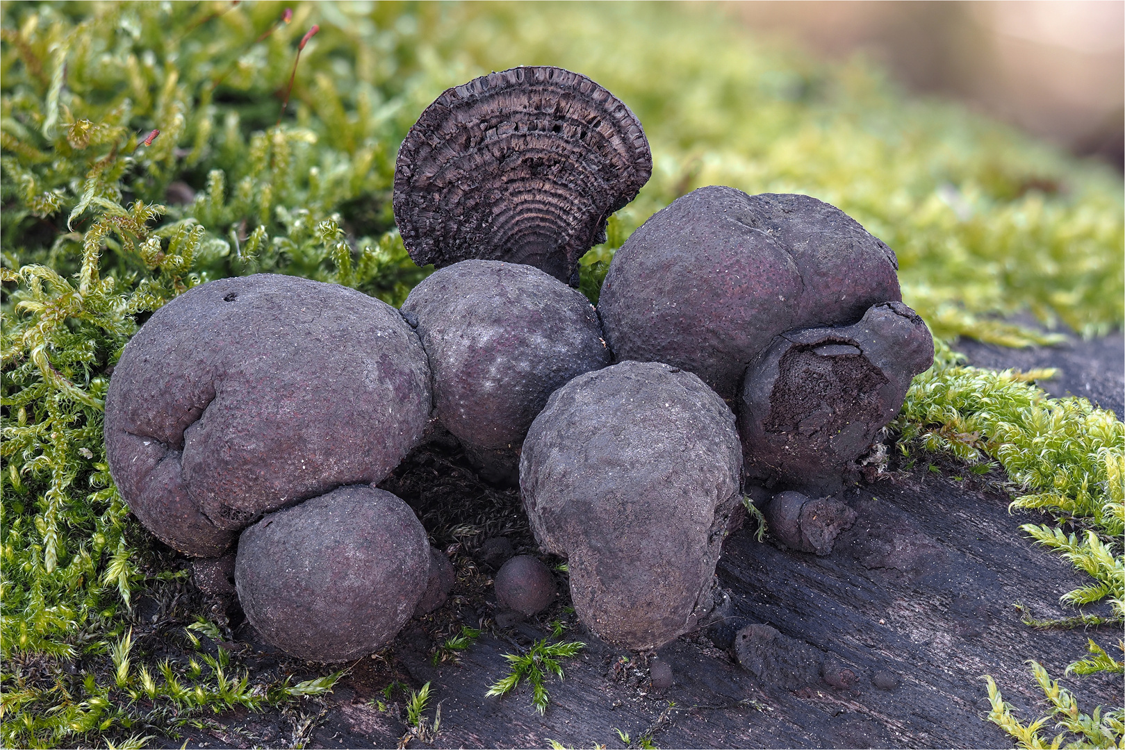 Kohlen-Kugelpilz (Daldinia concentrica)