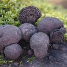 Kohlen-Kugelpilz (Daldinia concentrica)