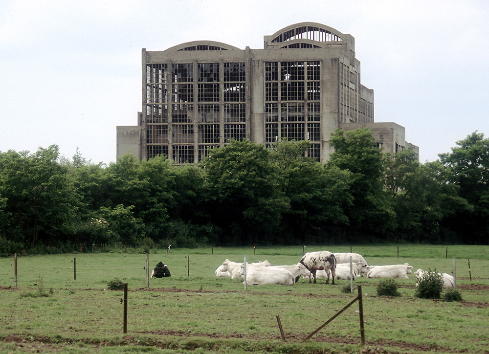 Kohlenwäsche an Kühen