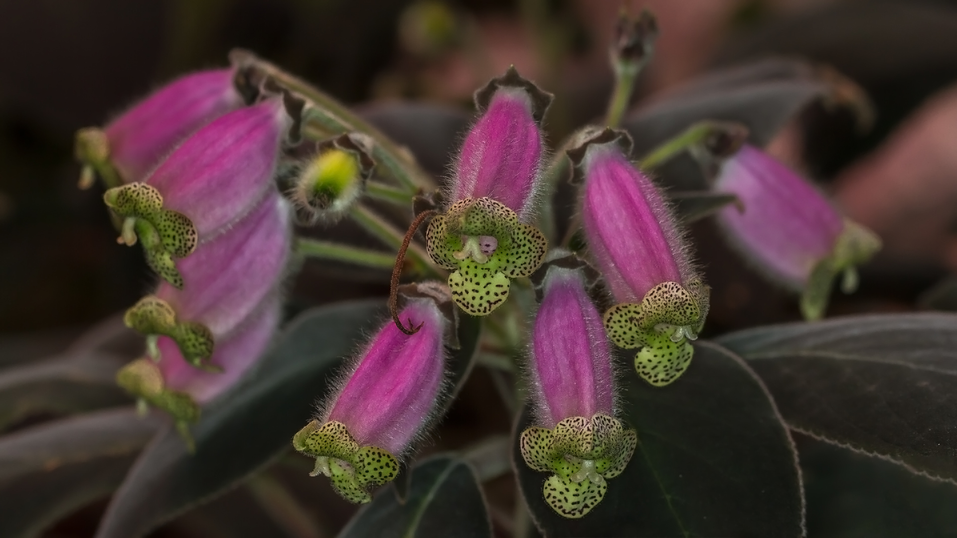 Kohleria Flower