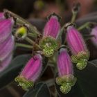 Kohleria Flower