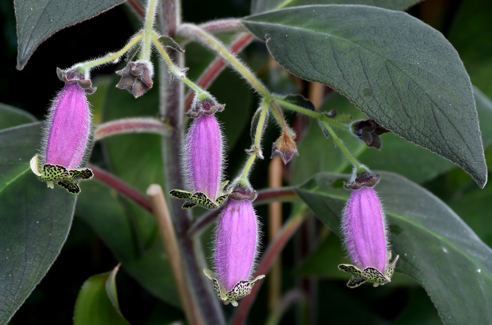 Kohleria warszewiczii