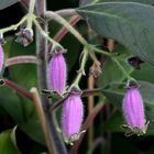 Kohleria warszewiczii