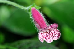 Kohlerie ( Kohleria Hybrida )