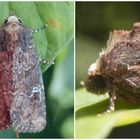 Kohleule (Mamestra brassicae) ???