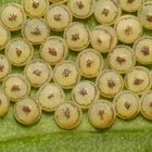 Kohleule (Mamestra brassicae) - Eier