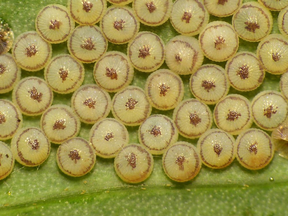 Kohleule (Mamestra brassicae) - Eier