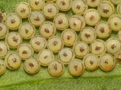 Kohleule (Mamestra brassicae) - Eier