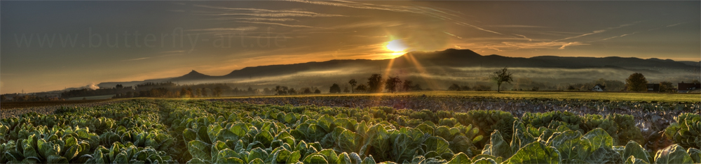 Kohlfeld am Morgen