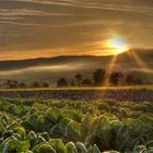 Kohlfeld am Morgen