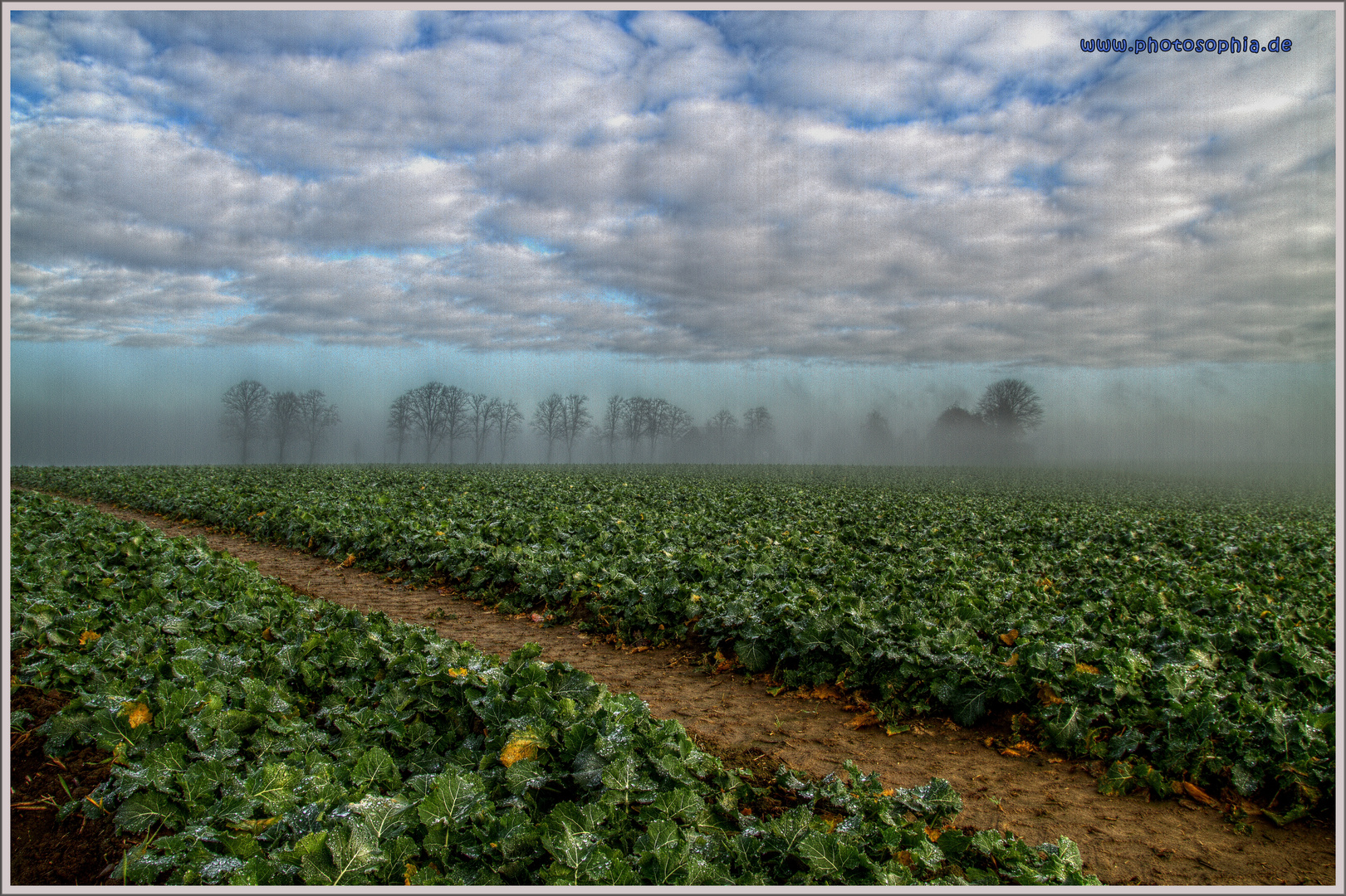 Kohlfeld&Baumgruppe im Novembermorgendunst