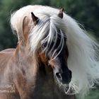 Kohlfuchs Haflinger liz. Steiermark von Sandra Luber