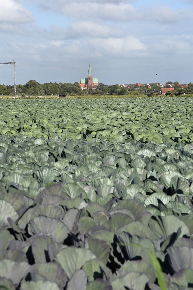 Kohlland Dithmarschen: Meldorf mit Dom