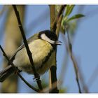 Kohlmaise (Parus Major)