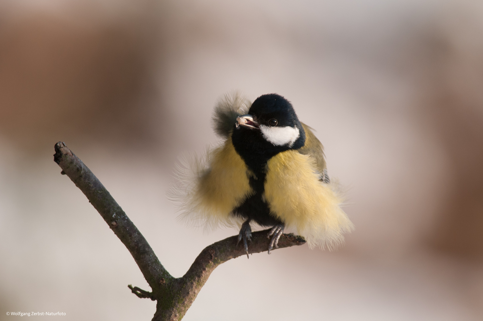 --- Kohlmeise 2 ---  ( Parus major )