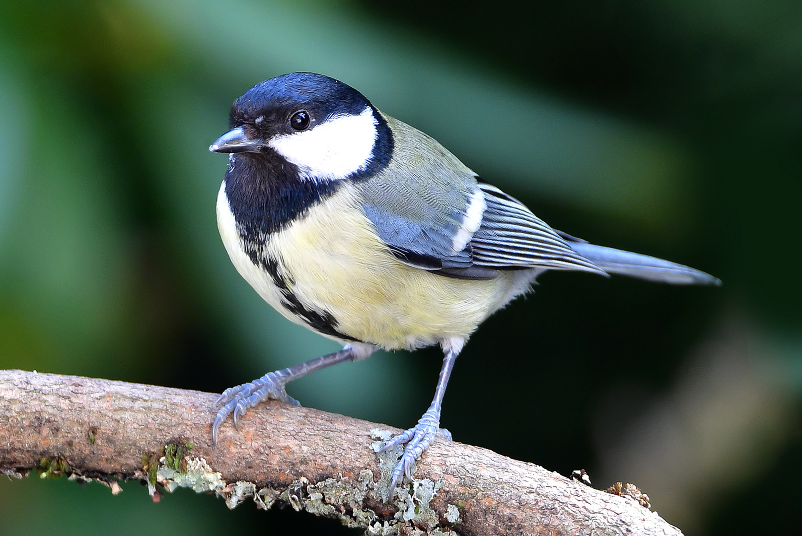 kohlmeise Foto & Bild | tiere, wildlife, wild lebende vögel Bilder auf