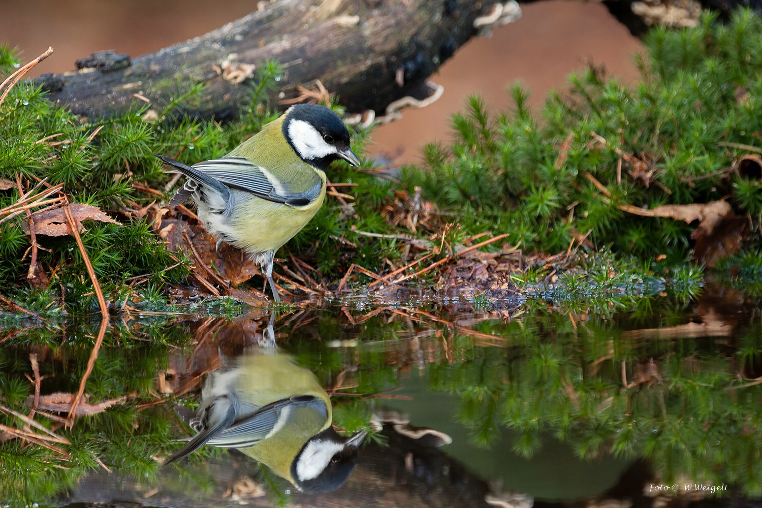 Kohlmeise am Teich