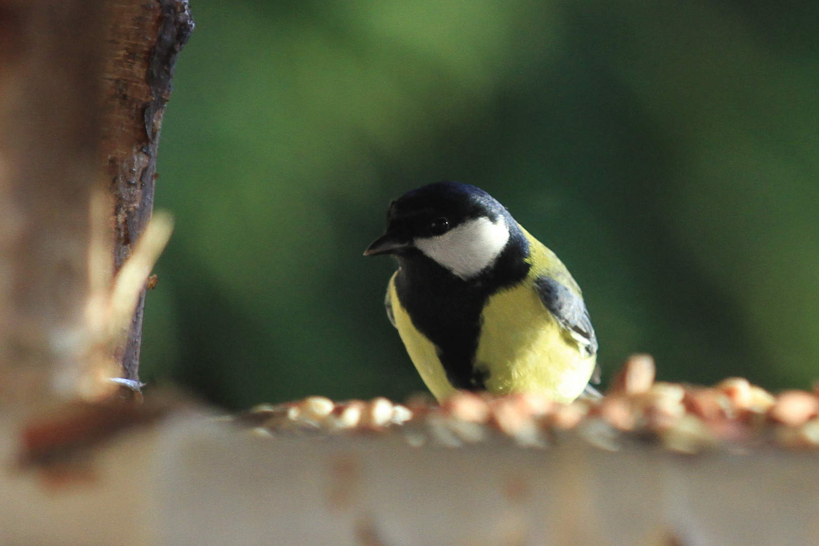 Kohlmeise am Vogelhäuschen