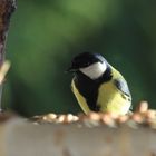 Kohlmeise am Vogelhäuschen