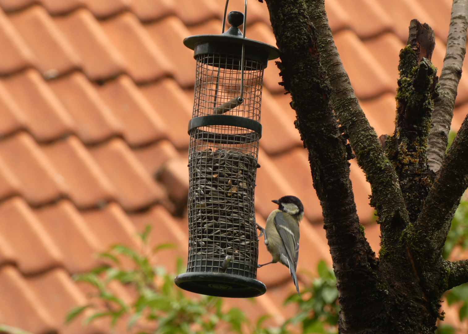 Kohlmeise an der Futtersstelle