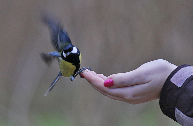 - Kohlmeise an der Hand -