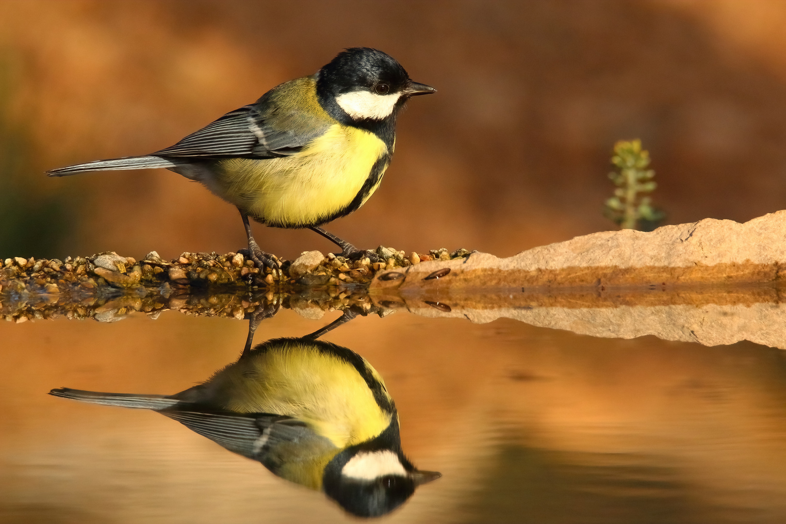 Kohlmeise an der Wasserstelle