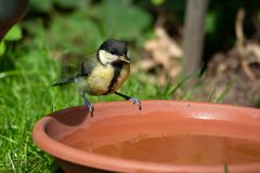 Kohlmeise an der Wasserstelle (Parus major)