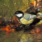 Kohlmeise an einer Badestelle im Wald