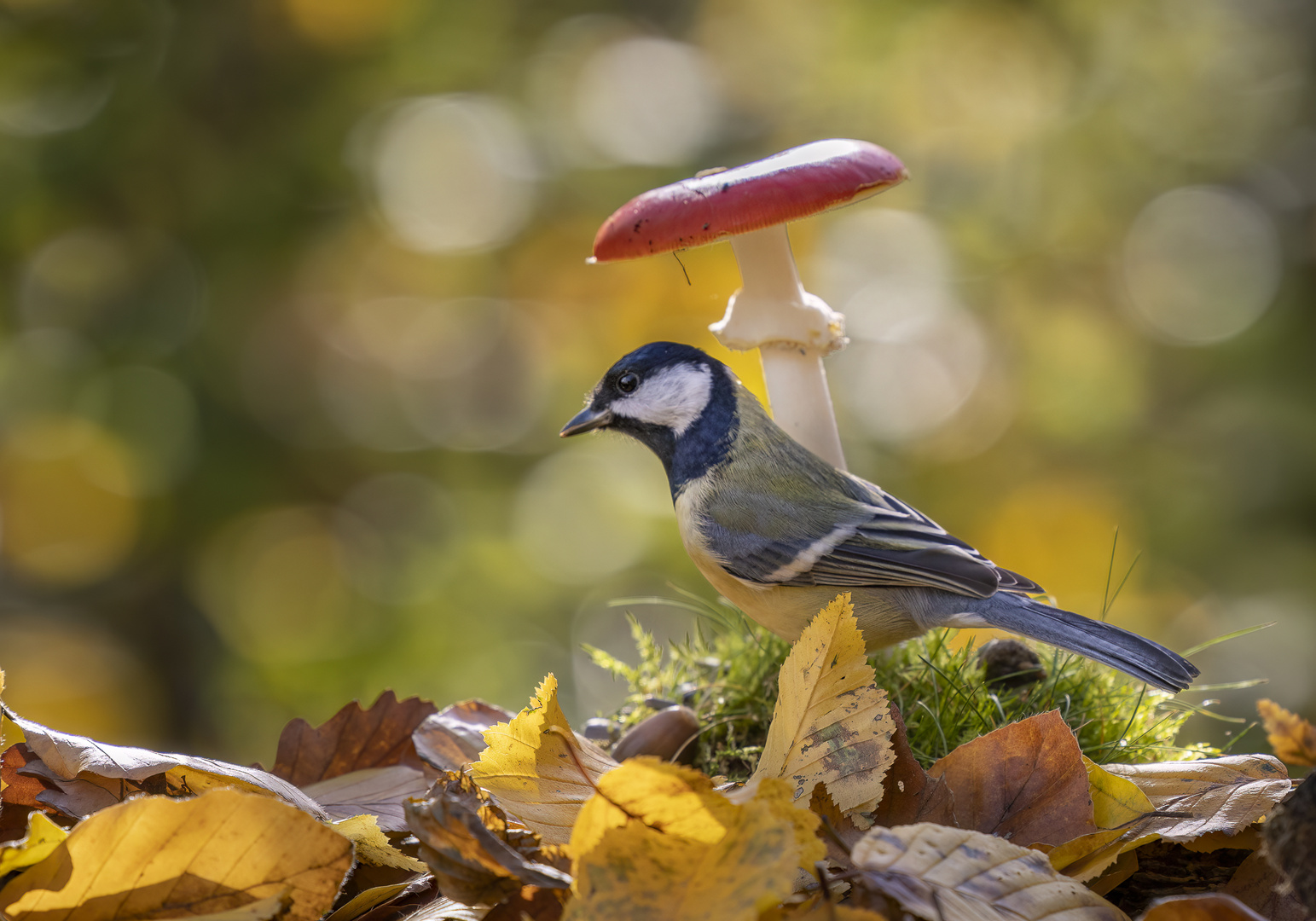 Kohlmeise an Fliegenpilz...