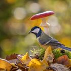 Kohlmeise an Fliegenpilz...