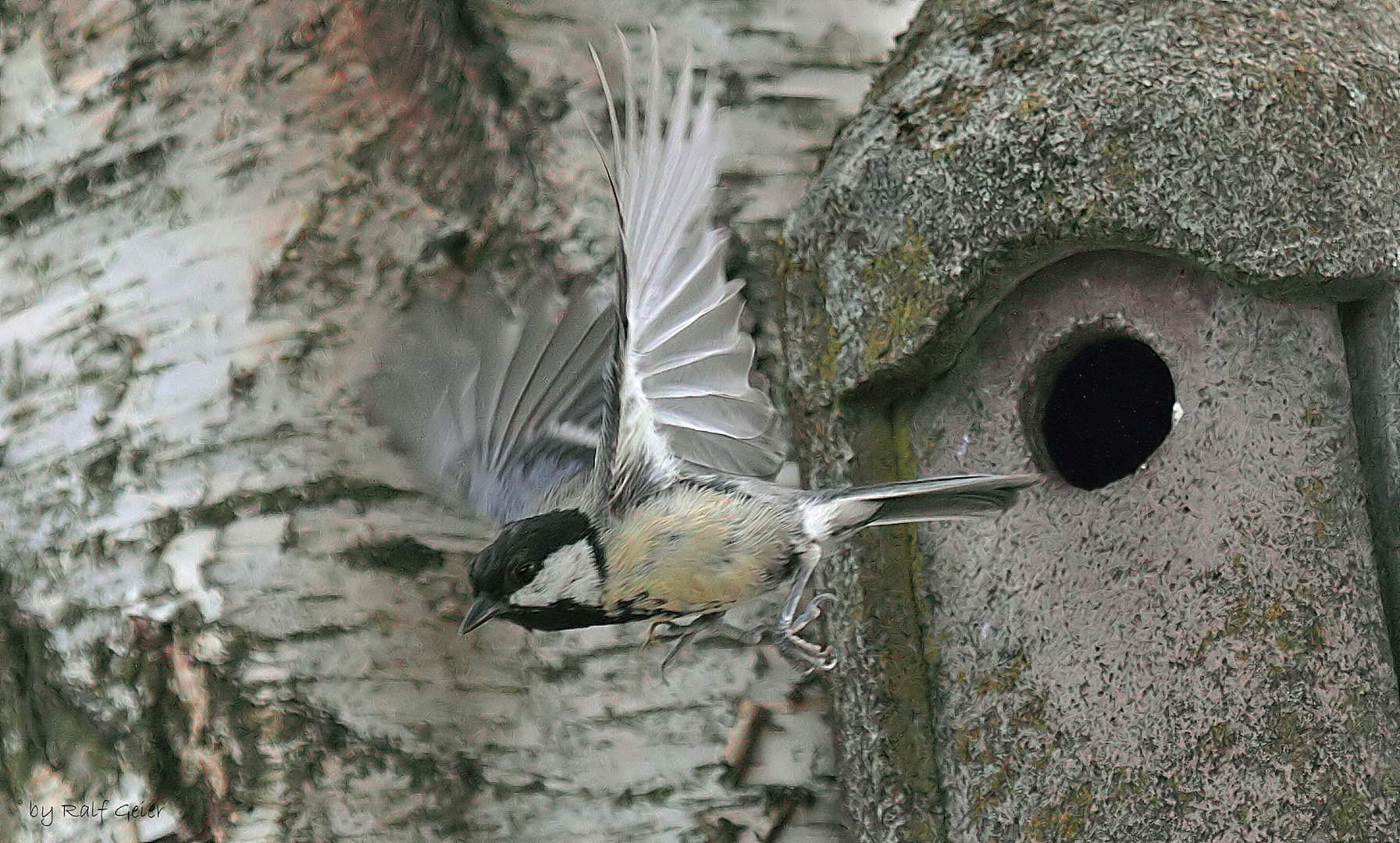 Kohlmeise at Work