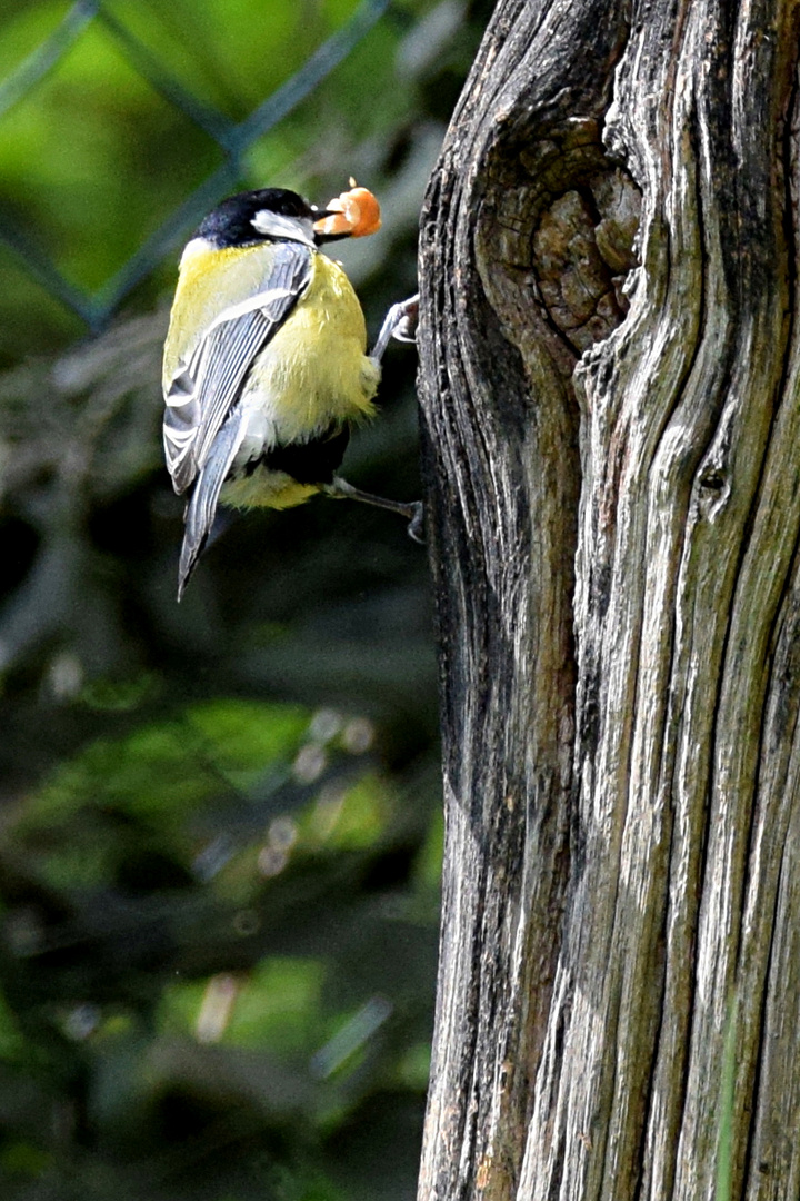 Kohlmeise auf Futtersuche im Leinebergland