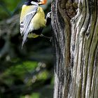 Kohlmeise auf Futtersuche im Leinebergland