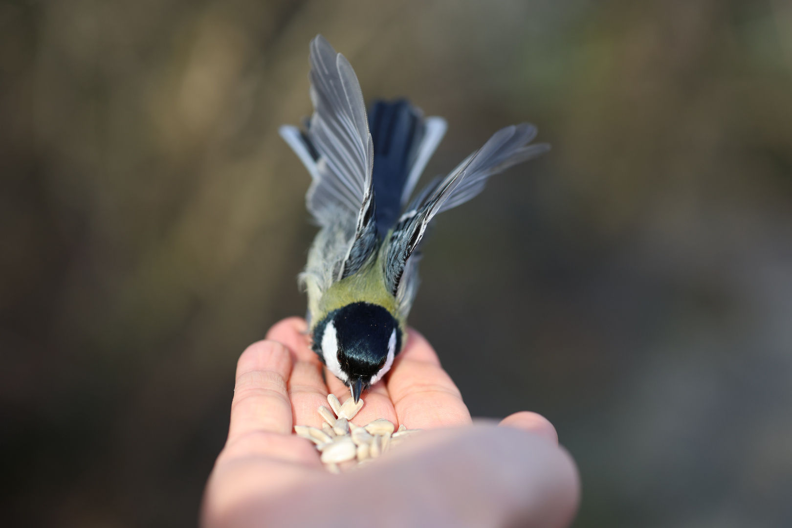 Kohlmeise auf Hand