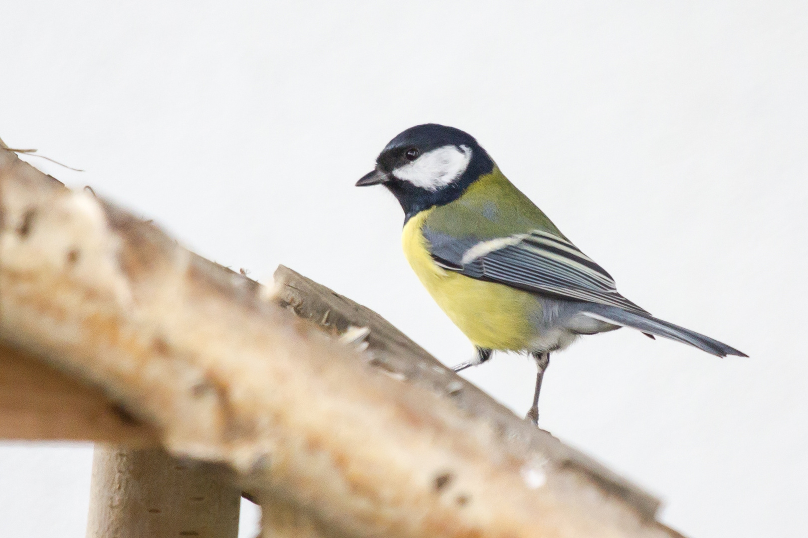 Kohlmeise auf Vogelhäuschen